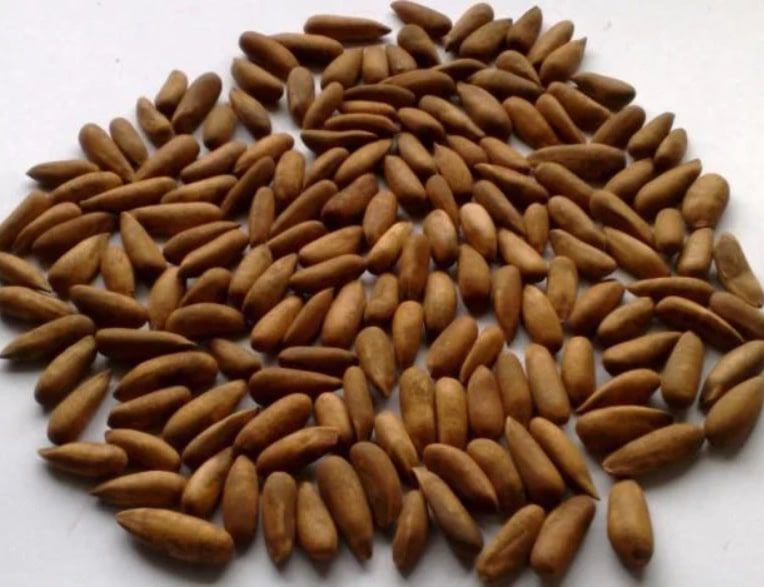 Premium Pakistani Pine Nuts (Chilgoza)